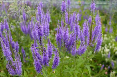 Çiçekler menekşe veronica longifolia