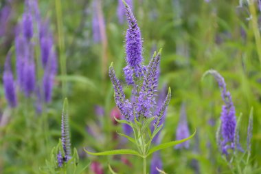 Çiçekler menekşe veronica longifolia