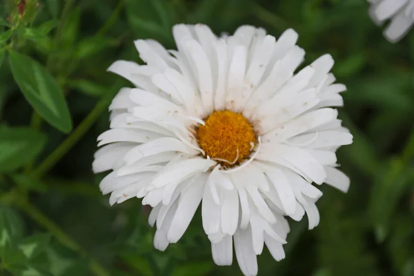 Schöne Frottee Gänseblümchen Afrodite Blüht — Stockfoto