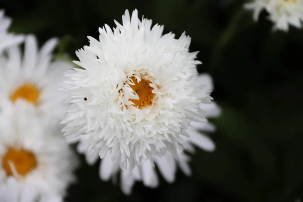 Beautyful Terry Daisy Afrodite Blossoms — Stock Photo, Image