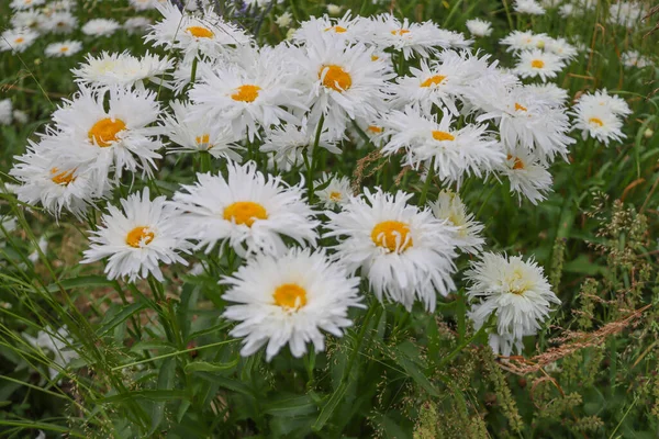 Prachtig Badstof Madeliefje Afrodite Bloesems — Stockfoto