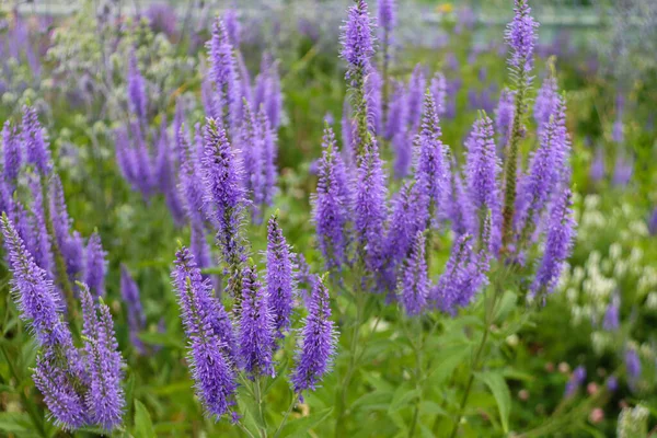 Kwiaty Polowe Fioletowe Veronica Longifolia — Zdjęcie stockowe