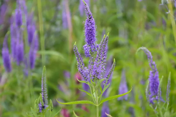 Flores Campo Violeta Veronica Longifolia —  Fotos de Stock