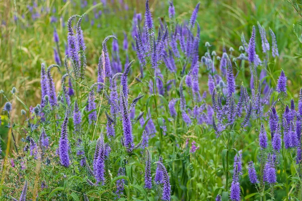 Çiçekler menekşe veronica longifolia