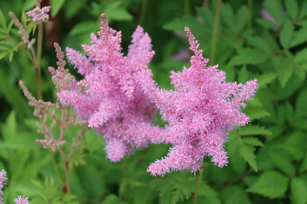 Pink Flower Astilbe Japanese Closeup — Stock Photo, Image