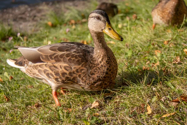 Duck Walking Grass — Stock Photo, Image