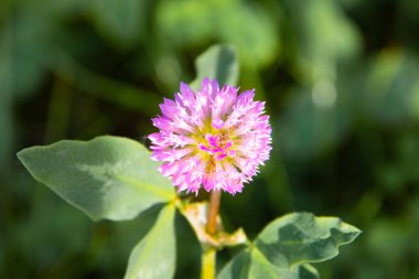 Zinyanın pembe çiçekleri, yakın plan.