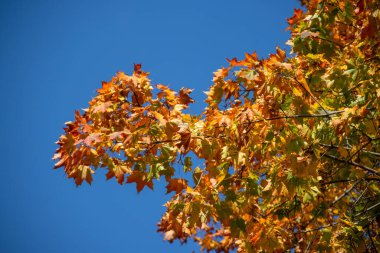 Sonbahar ormanı, ağaçlarda sarı ve kırmızı yapraklar