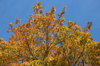 Sonbahar ormanı, ağaçlarda sarı ve kırmızı yapraklar