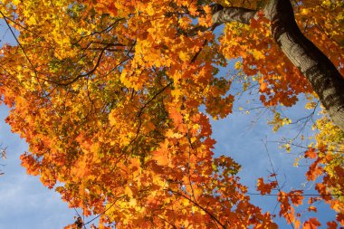Sonbahar ormanı, ağaçlarda sarı ve kırmızı yapraklar