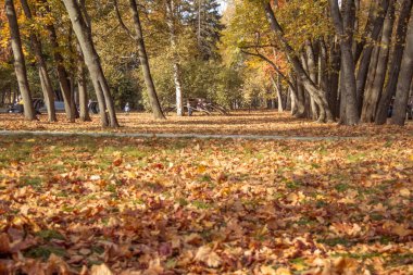 Sonbahar ormanı, sarı ve kırmızı yapraklar