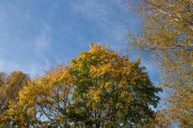 Sonbahar ormanı, ağaçlardaki sarı yapraklar