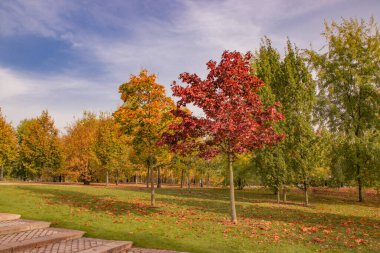 Sonbaharda sarı ve kırmızı akçaağaçlar