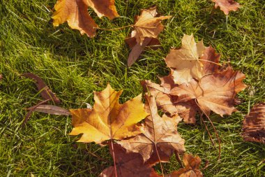 Ormanın arka planında kuru akçaağaç yaprağı, sonbahar.