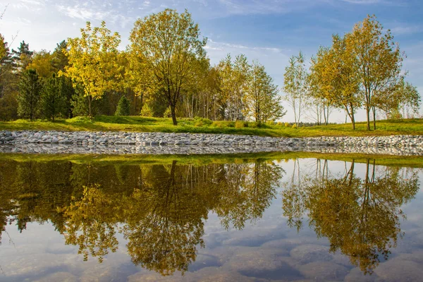 Floresta Outono Folhas Amarelas Árvores — Fotografia de Stock