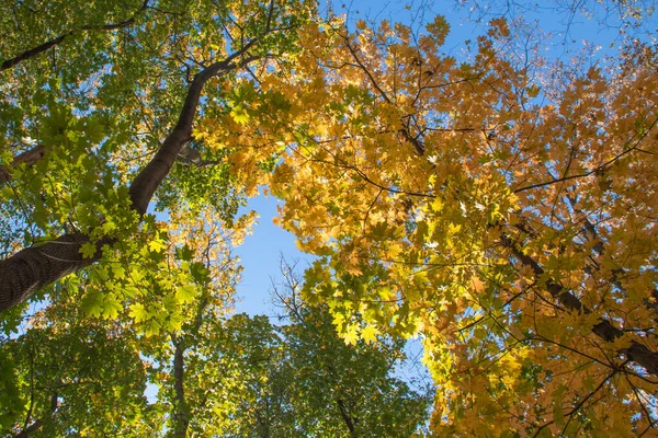 Sonbahar ormanı, ağaçlarda sarı ve yeşil yapraklar