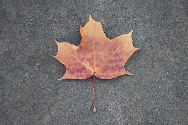 Autumn red maple leaf with gray background