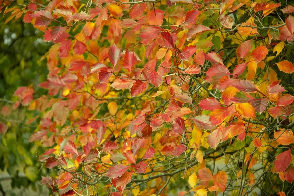 Осенний Лес Желтые Красные Листья Деревьях — стоковое фото
