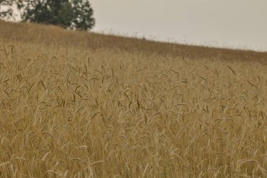 Altın çavdar tarlası, ufukta ağaçlar var..