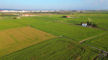 Ufukta küçük bir çiftlik evi ve sanayi binası olan pirinç tarlalarının insansız hava aracı görüntüsü