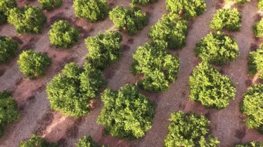 Akdeniz tarım arazilerindeki portakal ağaçlarının insansız hava aracı görüntüleri. Yeşil yapraklı ve kuru topraklı narenciye tarlasının detaylı görüntüsü.