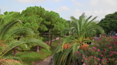 Turia Gardens 'ta palmiye ağaçları ve yürüyüş yolları. Valencia, İspanya - 27 Ağustos 2025.