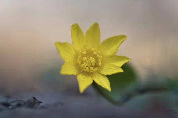 Ficaria Verna Ranunculus Ficaria Ziarnopłon Wiosenny Lub Pilewort — Zdjęcie stockowe