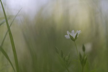 Stellaria Holostea (büyük stitchwort)