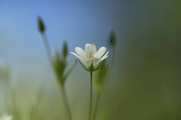 Stellaria Holostea Borboleta Maior — Fotografia de Stock