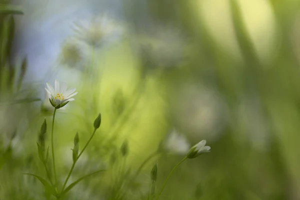 Stellaria Holostea Stitwort Yang Lebih Besar — Stok Foto