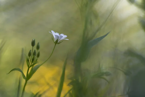 Gwiazdnica Wielkokwiatowa Większa Stitchwort — Zdjęcie stockowe