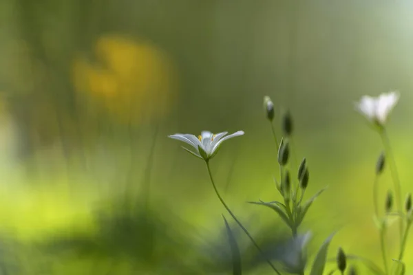 Stellaria Holostea Större Stitchwort — Stockfoto