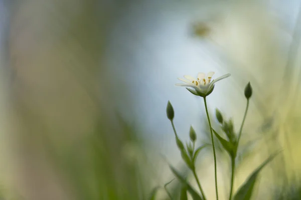 Stellaria Holostea Μεγαλύτερη Stitchwort — Φωτογραφία Αρχείου