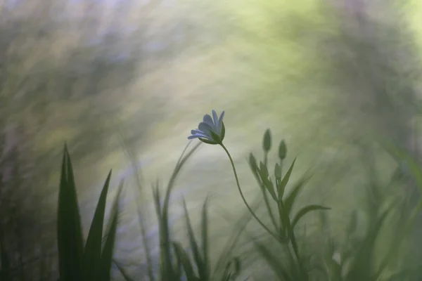 Stellaria Holostea Greater Stitchwort — Stock Photo, Image