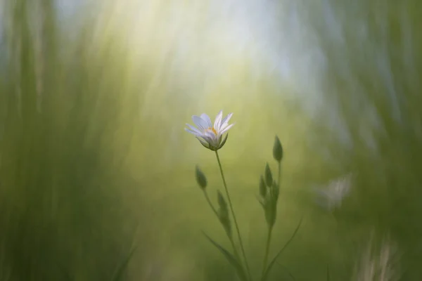 Stellaria Holostea Greater Stitchwort — Stock Photo, Image