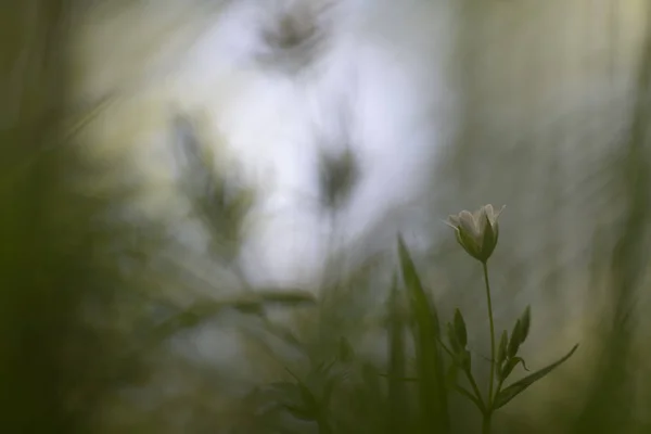 Stellaria Holostea Μεγαλύτερη Stitchwort Royalty Free Φωτογραφίες Αρχείου