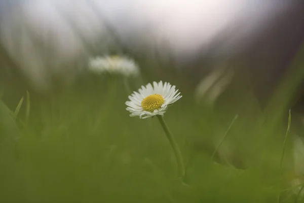 Bellis Perennis Gemensamma Daisy Gräsmatta Daisy — Stockfoto