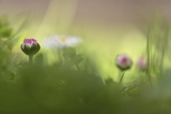 Bellis Perennis Gänseblümchen Rasenmargerite — Stockfoto
