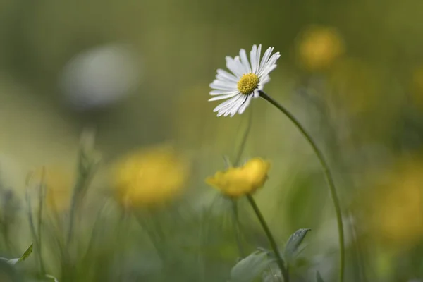 Bellis Perennis Common Daisy Lawn Daisy — Stok Foto