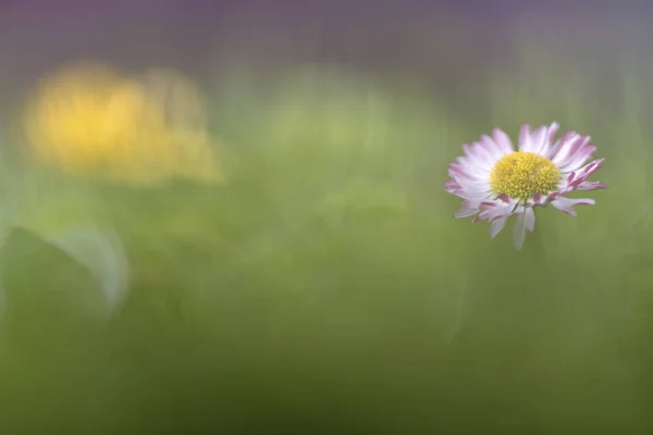 Bellis Perennis Common Daisy Lawn Daisy — Stock Photo, Image