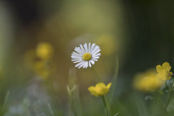 Bellis Perennis Common Daisy Lawn Daisy — Stok Foto