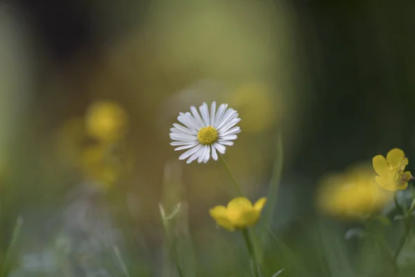 Bellis Perennis Almindelig Daisy Græsplæne Daisy - Stock-foto