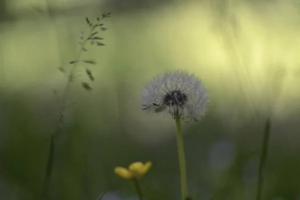 蒲公英 或蒲公英花 — 图库照片