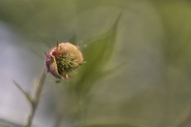 Geum rivale (su avens, mor avens)