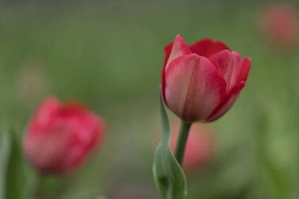 Tulip (flower Tulip, spring)