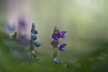 Lathyrus vernus (Bahar vetchling, bahar bezelye veya bahar fiğ)