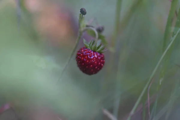 Fragaria Morangos Selvagens Bagas — Fotografia de Stock