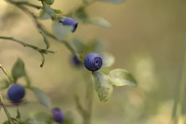 Vaccinium Myrtillus European Blueberry — Stock Photo, Image