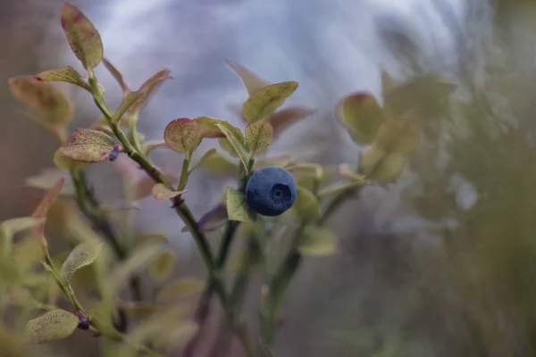 Vaccinium Myrtillus 블루베리 — 스톡 사진