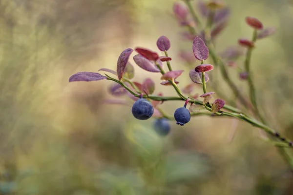 Vaccinium Myrtillus European Blueberry — Stock Photo, Image